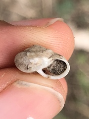 Praticolella mexicana