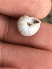 Praticolella mexicana