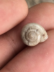 Praticolella mexicana