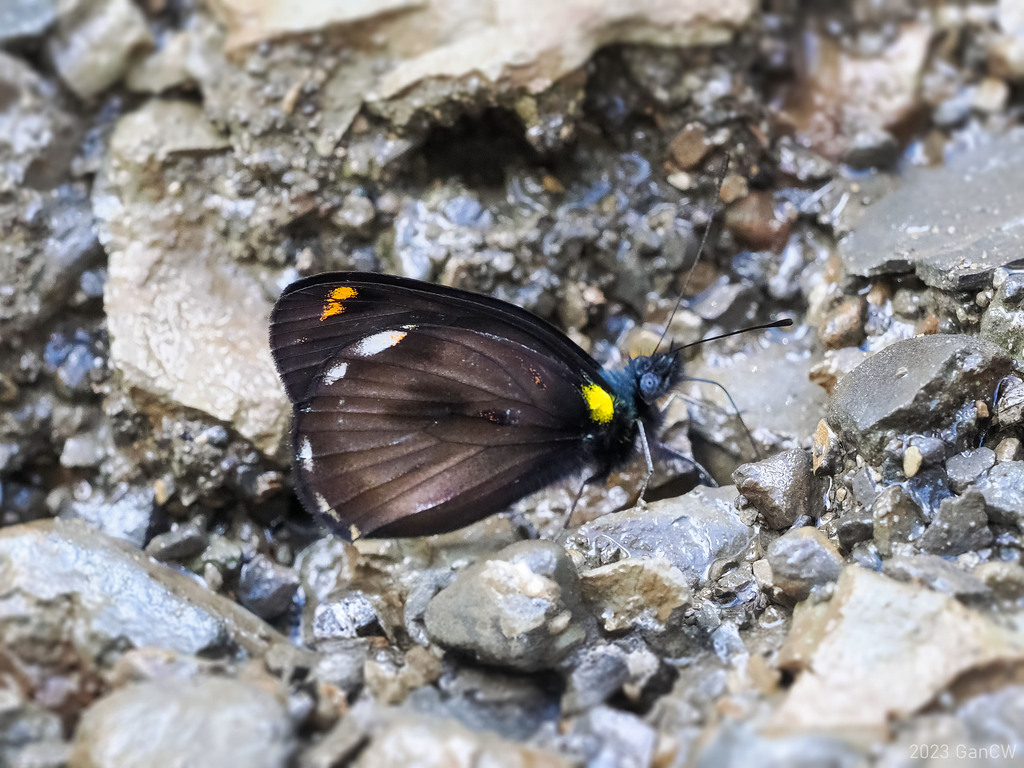 Delias hypomelas
