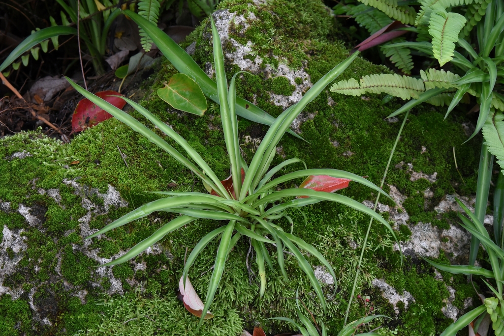 Spider Plant From Qingyang District, Chengdu, Sichuan, China On October 