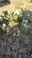 Astragalus purshii