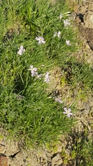 Phlox longifolia