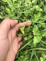 Calyptocarpus vialis