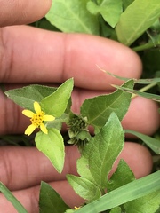 Calyptocarpus vialis