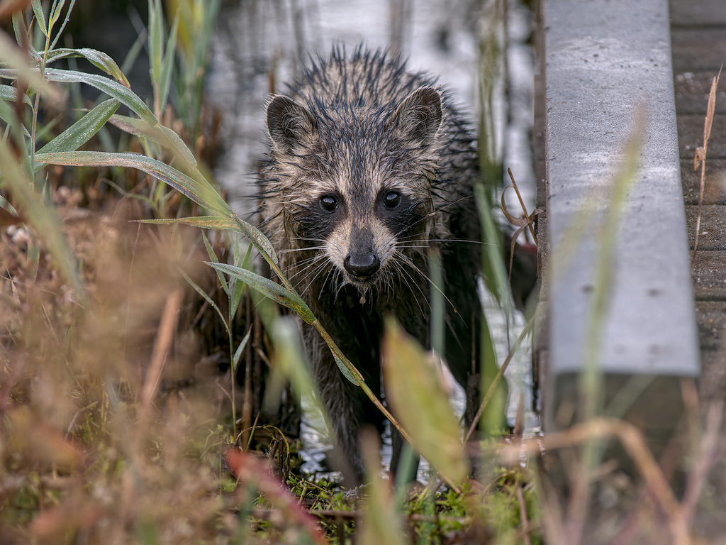 Common Raccoon from Virginia Beach, VA, USA on November 4, 2023 at 06