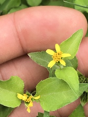 Calyptocarpus vialis