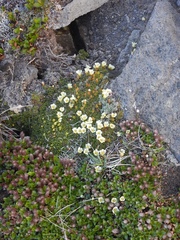 Salix berberifolia kamtschatica