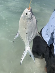 Trachinotus baillonii