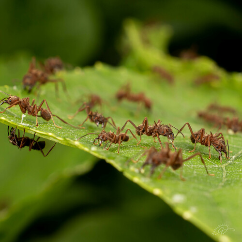 Acromyrmex disciger photo 5