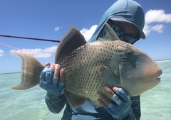 Pseudobalistes flavimarginatus