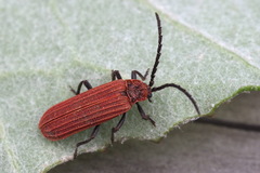 Lopheros rubens