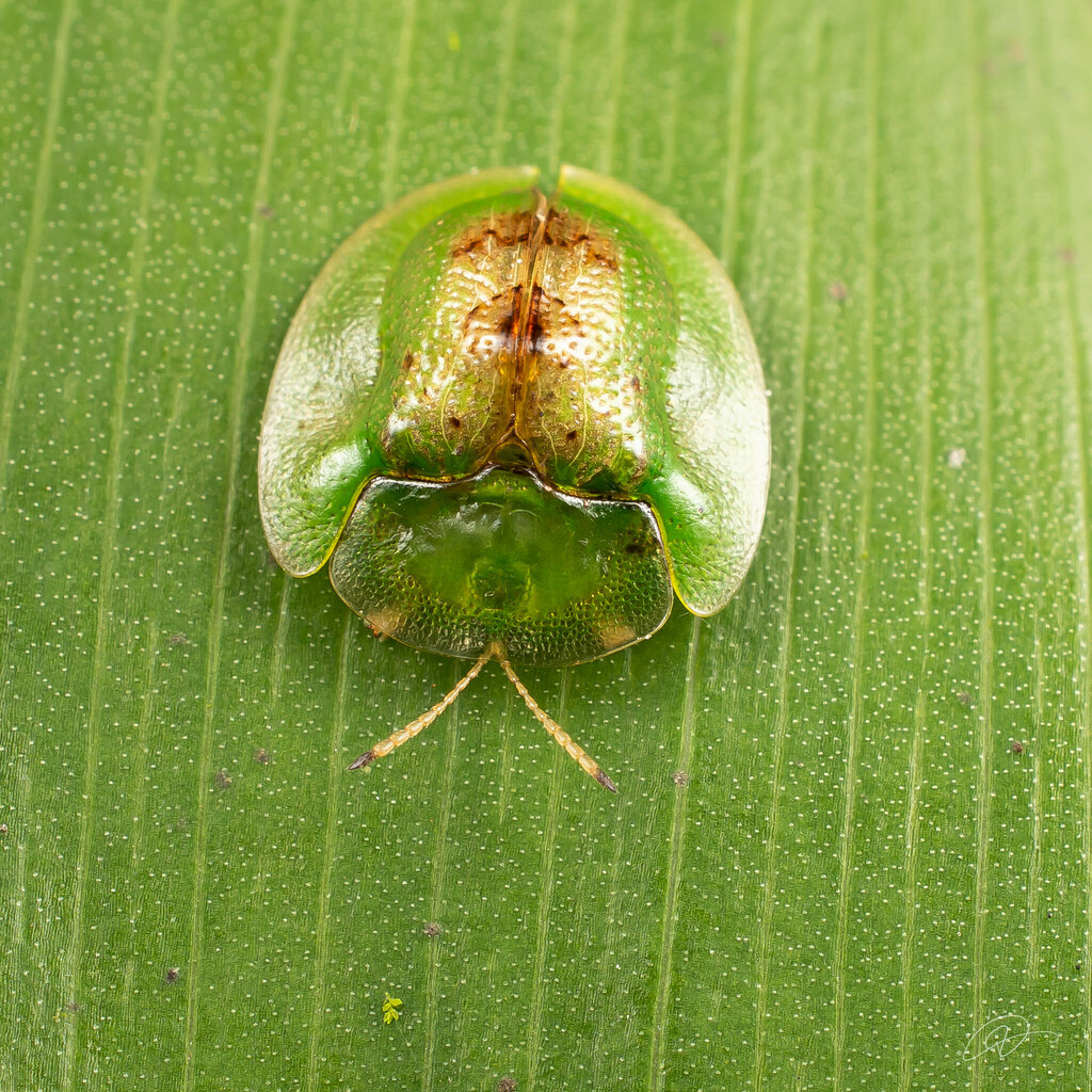 Plagiometriona vigens