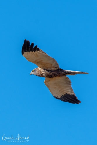 Western Marsh Harrier