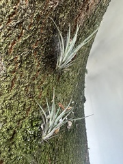 Tillandsia fasciculata image