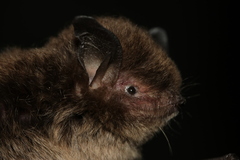 Montane Myotis photo 2
