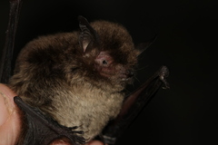 Montane Myotis photo 3