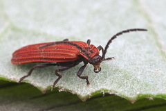 Lopheros rubens