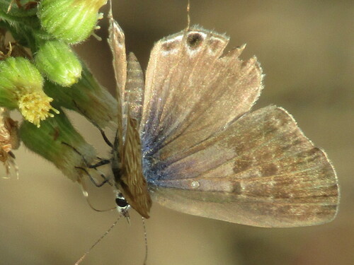Lang's Short-tailed Blue photo 4