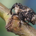 Poplar-and-Willow Borer - Photo (c) Иван Тисленко, some rights reserved (CC BY-NC), uploaded by Иван Тисленко