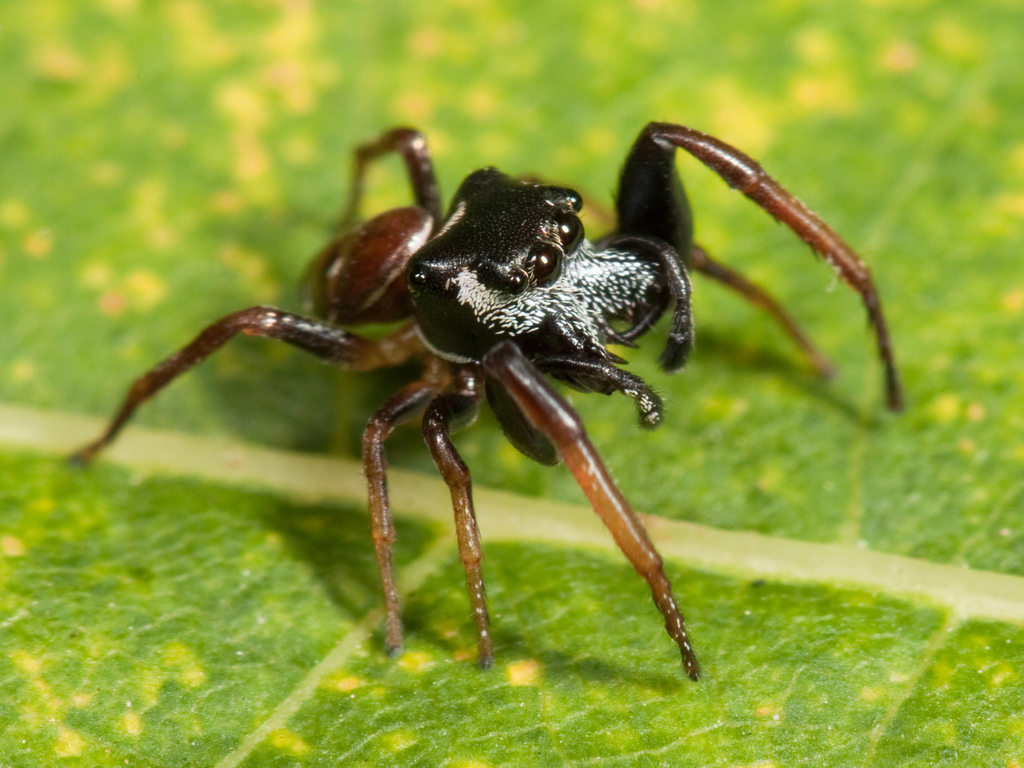 Zygoballus sexpunctatus