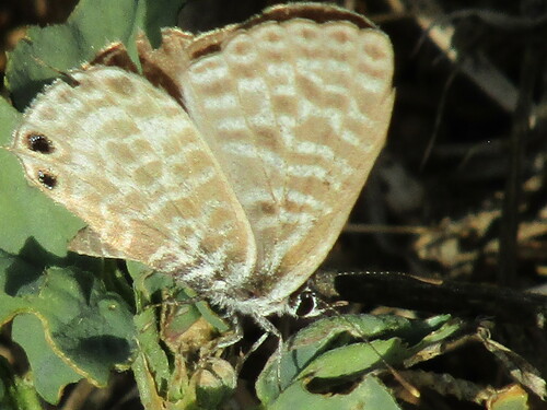 Lang's Short-tailed Blue photo 5