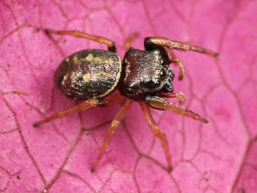Zygoballus sexpunctatus photo 2