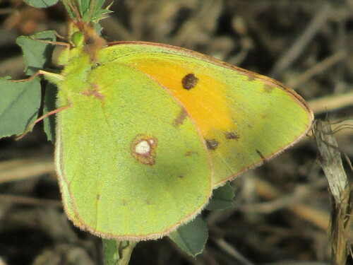 Clouded yellow