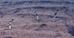 Zebra Garden Eel photo 5