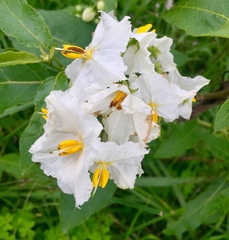 Solanum bonariense
