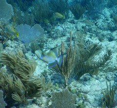 Balistes vetula