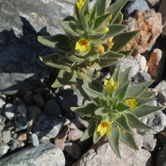 Mohavea breviflora