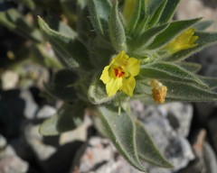 Mohavea breviflora