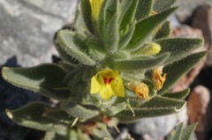 Mohavea breviflora