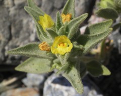 Mohavea breviflora