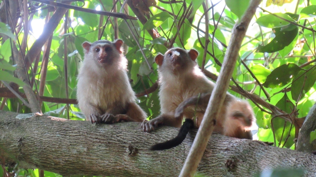 Black-headed Marmoset