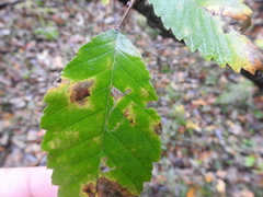 Stigmella apicialbella