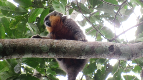 Prince Bernhard's Titi