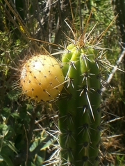 Corryocactus melanotrichus