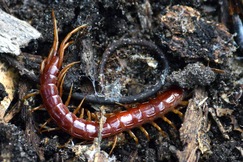 Eastern Red Centipede from Hilton Head Island, SC, USA on November 3 ...