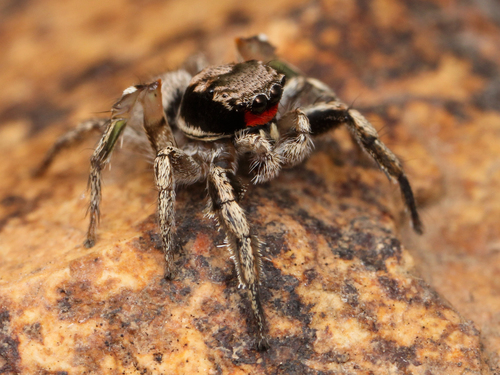 Habronattus coecatus