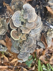 Trametes versicolor image