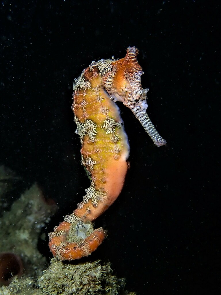 Tiger Snout Seahorse