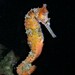 West Australian Seahorse - Photo (c) J. Martin Crossley, some rights reserved (CC BY-NC-SA), uploaded by J. Martin Crossley