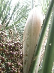 Butia odorata
