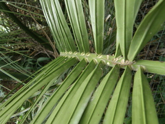 Butia odorata