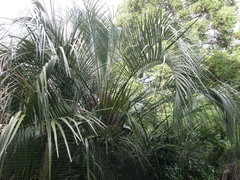 Butia odorata