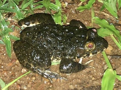 Hoplobatrachus occipitalis