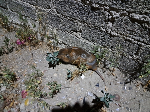 Merriam's Pocket Gopher