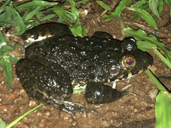 Hoplobatrachus occipitalis
